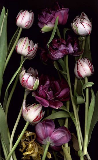 luzia_simons_2 luzia_simons_2