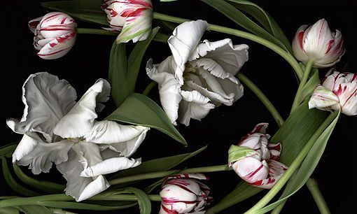 luzia_simons_3 luzia_simons_3