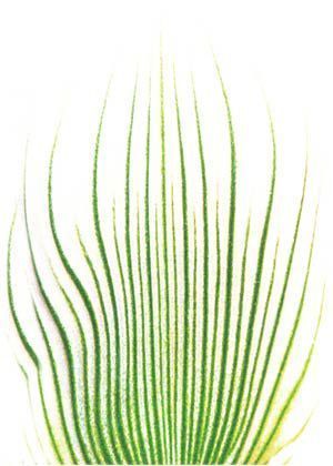 alfombra-celia-suzanne-orch alfombra-celia-suzanne-orch