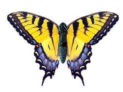 swallowtai-amarilla swallowtai-amarilla