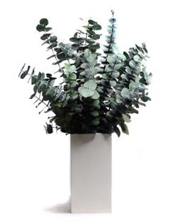 arreglo-vegetal-eucalipto arreglo-vegetal-eucalipto