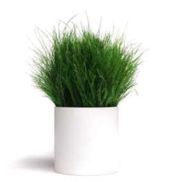 maceta_de_planta_estabilizada maceta_de_planta_estabilizada