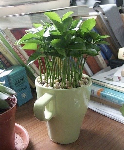 planta-del-limon-en-una-taza marzo