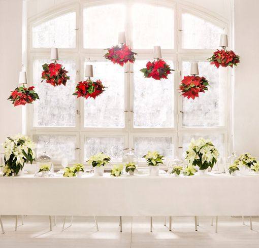 poinsettias-colgantes-noviembre