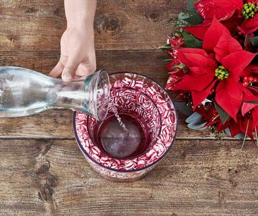 Jarrones con poinsettias y caramelos, rellenar con agua Jarrones con poinsettias y caramelos, rellenar con agua