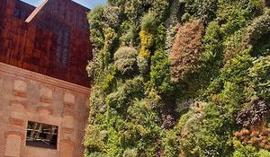 el-jardin-vertical-de-caixa-forum-se-ha-hecho-grande.jpg