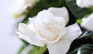 flores-y-plantas-del-mes-de-abril.jpg