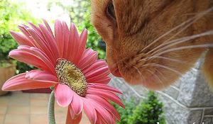 gerberas-seductoras-para-tu-jardin.jpg