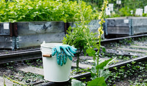 herramientas-de-jardineria-indispensables.jpg