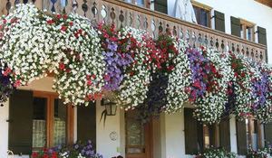 petunias-belleza-y-colorido.jpg