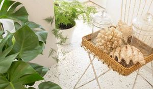 plantas-en-casa.jpg