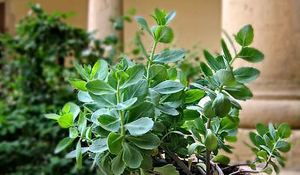 plantas-siempre-vivas.jpg