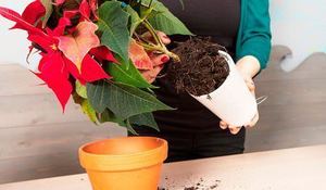 poinsettias-colgantes.jpg