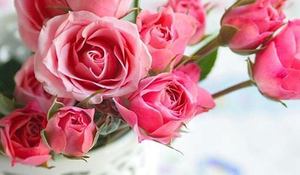 rosa-flor-del-mes-de-junio.jpg