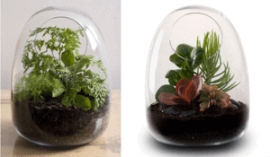 terrarios-de-cristal-para-plantas.jpg