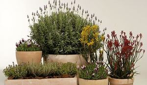 xerojardineria-un-jardin-ecologico-en-tu-terraza.jpg