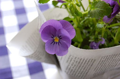 flores-plantas-flowers-plants-3