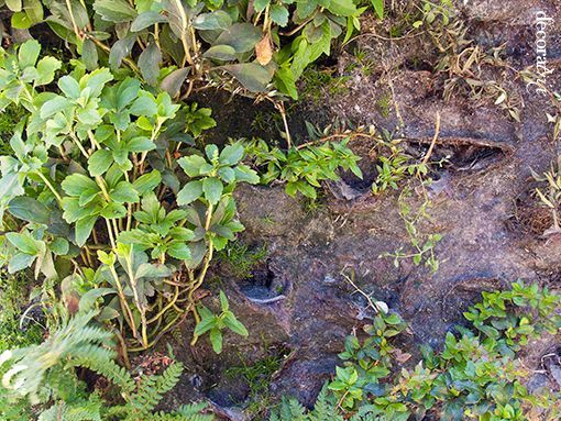 jardin_vertical_sistema_de_agarre