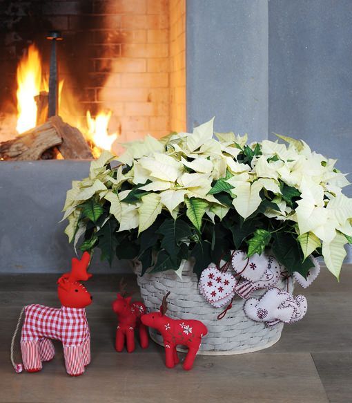 Poinsettias para decorar las fiestas navideñas