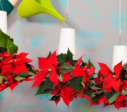 Poinsettias colgantes, regar