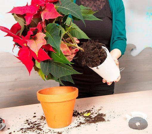 Poinsettias colgantes, trasplantar las flores