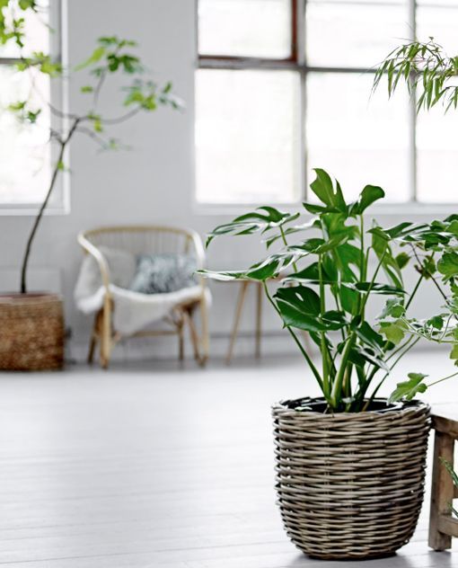Fibras y materiales naturales: plantas en cestos de caña