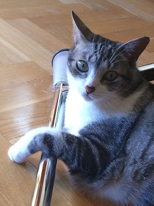 Mesa con espacio de almacén... ¡y refugio para gatos!
