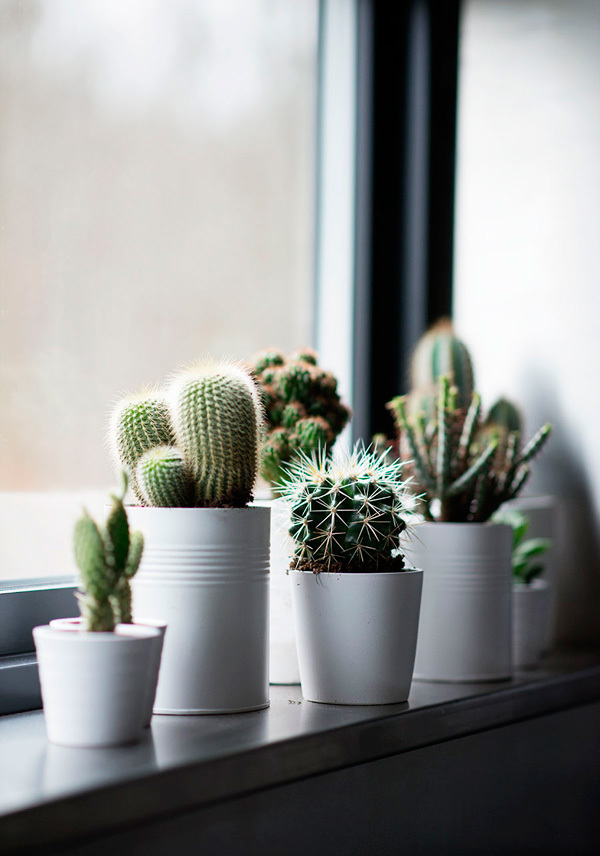 Cactus y crasas en macetas blancas
