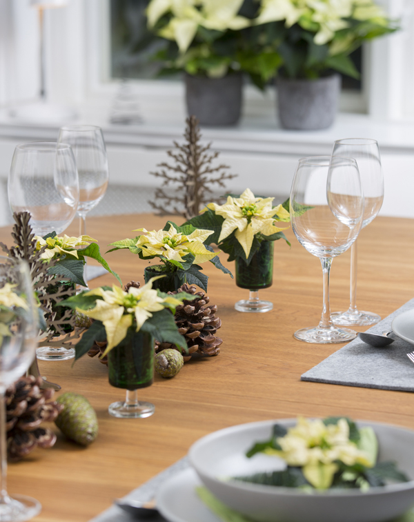 Poinsettias en copas de cristal por toda la mesa. Foto Stars for Europe