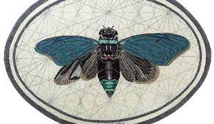 Alfombra con una mosca