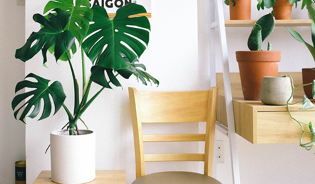 Decorar con plantas de interior