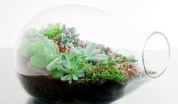 Cómo hacer un terrario en casa