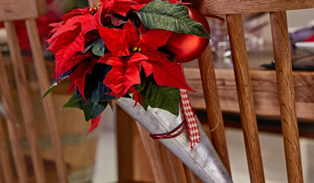 DIY en un trix: decorar las sillas con mini poinsettias