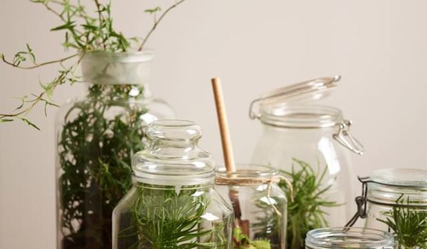 Plantas en botes de cristal en diferentes alturas y tamaños
