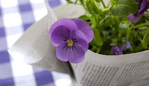 Plantas envueltas para regalo